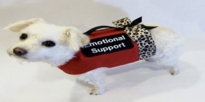 ESA Letter Texas: Complete Guide to Emotional Support Animal Letters (2026)